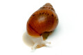 Lissachatina fulica A albino body juvenil